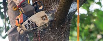 Lake Wisconsin, WI Tree Removal Company